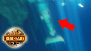 MERMAID Caught On Tape Mexico real or fake [upl. by Kappenne51]