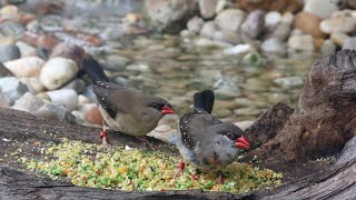 Strawberry finch Red avadavat Red munia  Amandava amandava  Bird Aviary Release [upl. by Alue]