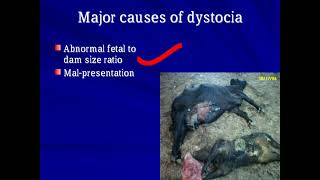 Stages of LaborParturition and Dystocia in Bovines drabidsargani15 veterinarylivestock [upl. by Nidak]