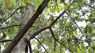 How jamun tree looks like  What does jamun fruit taste like [upl. by Aynatahs]