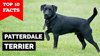 Patterdale Terrier  Top 10 Facts [upl. by Anrahs]