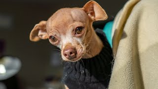 Chihuahua Refuses to Get Out of Bed on Valentines Day [upl. by Debbi]