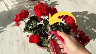 I prune geraniums before winter using the max 20 method [upl. by Sheeree584]