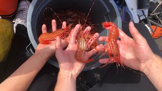 How to CATCH CLEAN COOK Puget Sound SPOT SHRIMP [upl. by Ardnosak157]