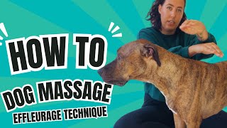 How to massage your dog Effleurage Dog Massage Technique [upl. by Levison]