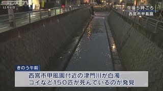 西宮市でコイ大量死 JR西のトンネル工事が原因か [upl. by Gerty]