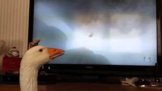 Unique pet goose watching cartoons [upl. by Obelia]