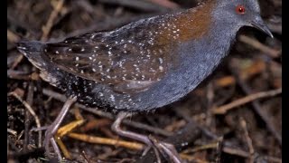 Black Rail calling in the night [upl. by Ititrefen]