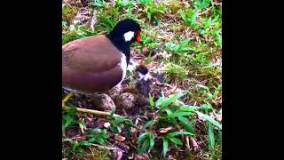 Red wattled lapwing bird New born chicks enjoyed leaving under mother wings [upl. by Cohn]