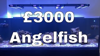 £3000 Angelfish  Sleepless nights  Waterbox Aquariums Angelfish Reef LX 2706  Part 11 [upl. by Atterual]