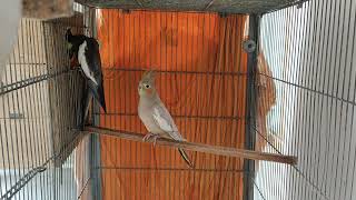 Emerald Cockatiel Pair  Rare Cockatiel  Male Whistle  Cockatiel Parrots [upl. by Yauqram]