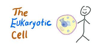 The Eukaryotic Cells  Biology MCAT [upl. by Leuamme546]