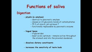 Salivary Glands Part 3 Alpha Amylase and Lingual Lipase [upl. by Akelam605]