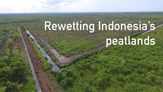 Rewetting Indonesia’s peatlands [upl. by Carolin742]