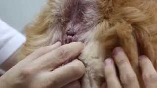 A Golden Retriever has paw wounds and anal sacculitis Pt 1 [upl. by Nolana]