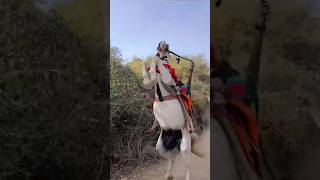 kudva vala ghoda  ashw prami  horse lover  horse power  horse riding shorts horse video [upl. by Emmie]