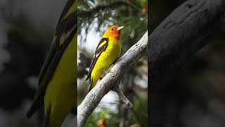 Western Tanager Song Video Relaxing Nature Sounds [upl. by Ydoc170]