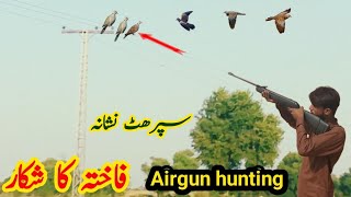 Airgun hunting with birds  dutch airgun Expert surprising bird hunting techniques  very munda [upl. by Nalra794]