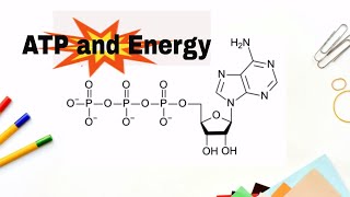 How do we get energy from ATP Adenosne Triphosphate [upl. by Purity]