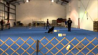 AKC Beginner Novice Obedience Match Greater Swiss Mountain Dog [upl. by Doran]