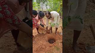 Vilva tree plantation after Munishwara Swamy Pooja at our farmland12112024 [upl. by Medovich]