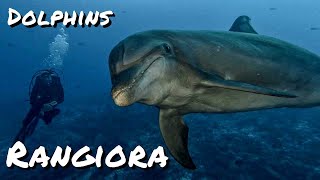 Rangiroa  Dolphins amp Scuba Diving  French Polynesia [upl. by Bullard]