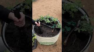 Planting Sweet Alyssum Snapdragons and Blue Bonnets [upl. by Godred]