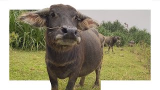 Tibetan Flute Relaxing Music Living Peacefully With Cows [upl. by Toddie803]