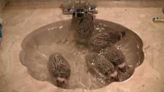 Bath time for 9 week old African pygmy hedgehogs [upl. by Rosina]