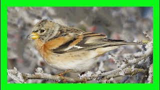 Brambling Song Brambling Call Brambling Voice  Pinzón Real Canto  Fringilla Montifringilla [upl. by Lerud]