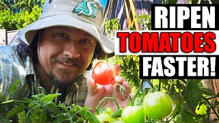 5 Ways To Ripen Tomatoes Faster On The Vine [upl. by Tiffanle]