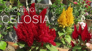 Celosia Flower  Celosia cockscomb Plant Care [upl. by Ellette]