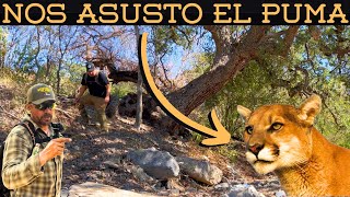 Ep 168 NOS PEGO UN SUSTO EL PUMA AVENTURASDELOESTE  Supervivencia Sonora [upl. by Olivie364]