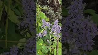 Blue Wood Aster [upl. by Yevrah964]