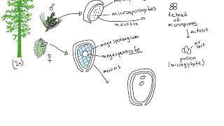 Gymnosperm Life Cycle [upl. by Ketchum]