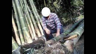 COMO SEMBRAR BAMBU GIGANTE cultivo españa plantacion dendrocalamus bambusa phyllostachys comprar [upl. by Aiynot]