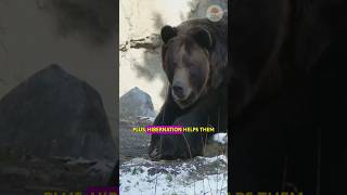 Why Do Bears Hibernate 🐻 facts marineecosystems [upl. by Hickie]