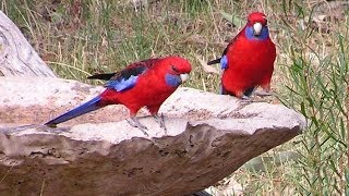 Australian Birds [upl. by Lyford]