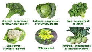 Selection in Plant Breeding [upl. by Tice]