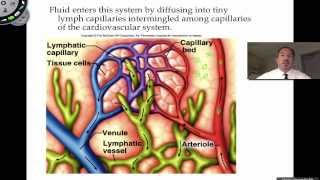 The Lymphatic System [upl. by Sutherlan]