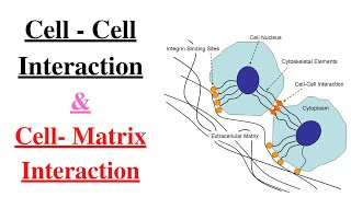 Cell  cell and cell matrix interaction simple and easy wording [upl. by Quigley]