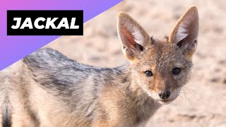 Jackal 🦊 Meet Africas Misunderstood Predator [upl. by Hulda542]