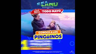 Conoce a los pingüinos 🐧 de Sealand con el Hot Price 🔥 [upl. by Acinnad]