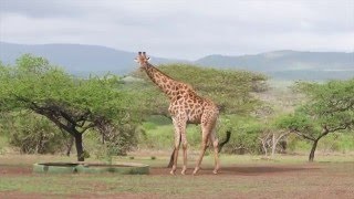 6 FOX videoreporter Ilya in ZuidAfrika  Hluhluwe Wildpark [upl. by Aihtebat]