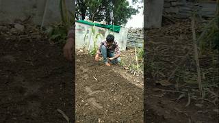 sow radish seeds nature farming radish shorts [upl. by Zink]