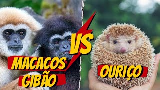 Macacos Gibão vs Ouriço 🙊🆚️🦔 DUBLAGEM DE ANIMAIS  ANIMAIS DUBLADOS [upl. by Enileqcaj955]