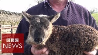 What do you get when you cross sheep amp goat  BBC News [upl. by Heywood]