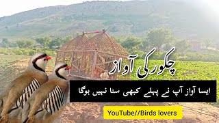 Chakor ki awazchakor sounds🔊 viralvideo chakorkiawaz birds [upl. by Pengelly]