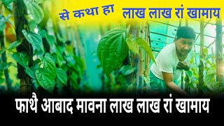 Betel leaf farmingफाथै आबाद [upl. by Any]