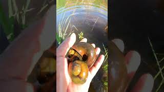 Picking big snails in the flooding rice crops  Snails shorts video slakken หอยทาก caracoles [upl. by Enaht]